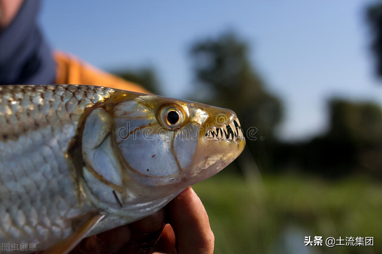 未来3年养殖什么鱼赚钱,养殖什么鱼销路最好