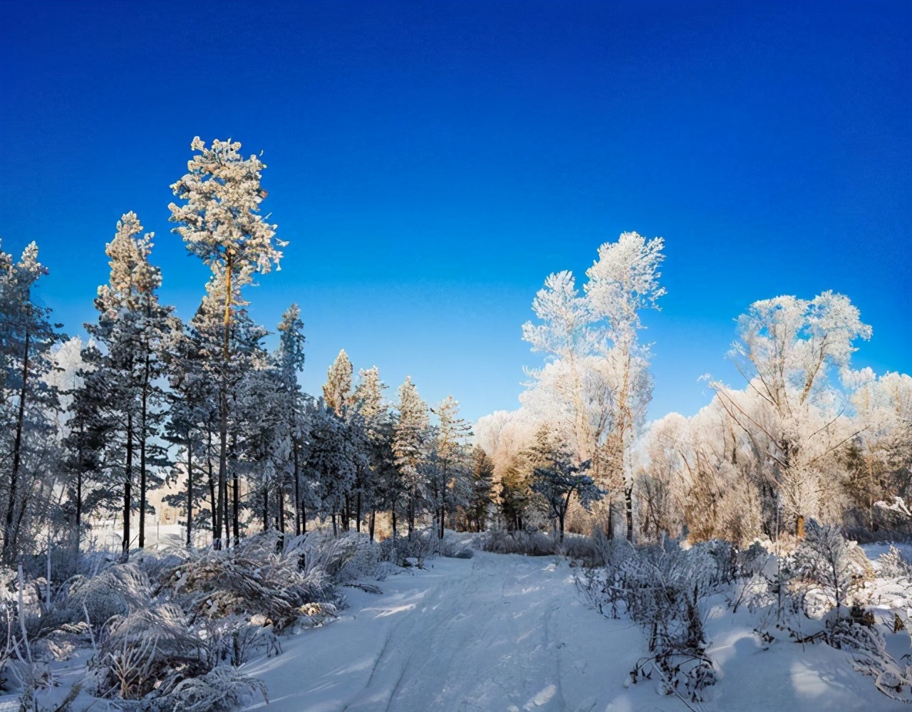 史前猛犸象灭绝真正原因,猛犸象是怎么灭绝的真正原因
