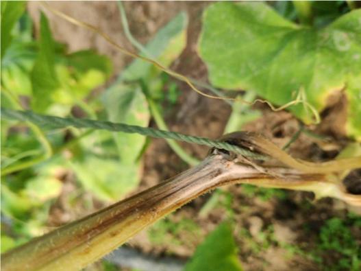 甜瓜抗重茬土壤改良剂,甜瓜枯萎病土霉素