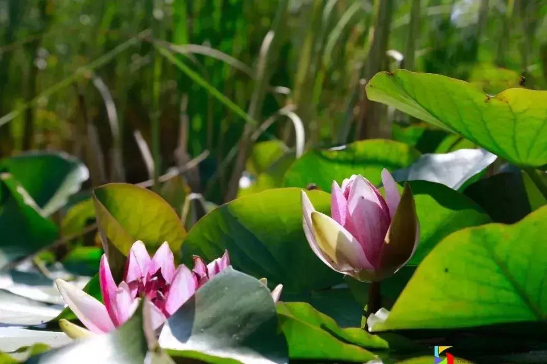 闈掑矝娓咕鑱岄櫌鏂扮敓,闈掑矝娓咕鑱屼笟瀛﹂櫌鍒樻皯