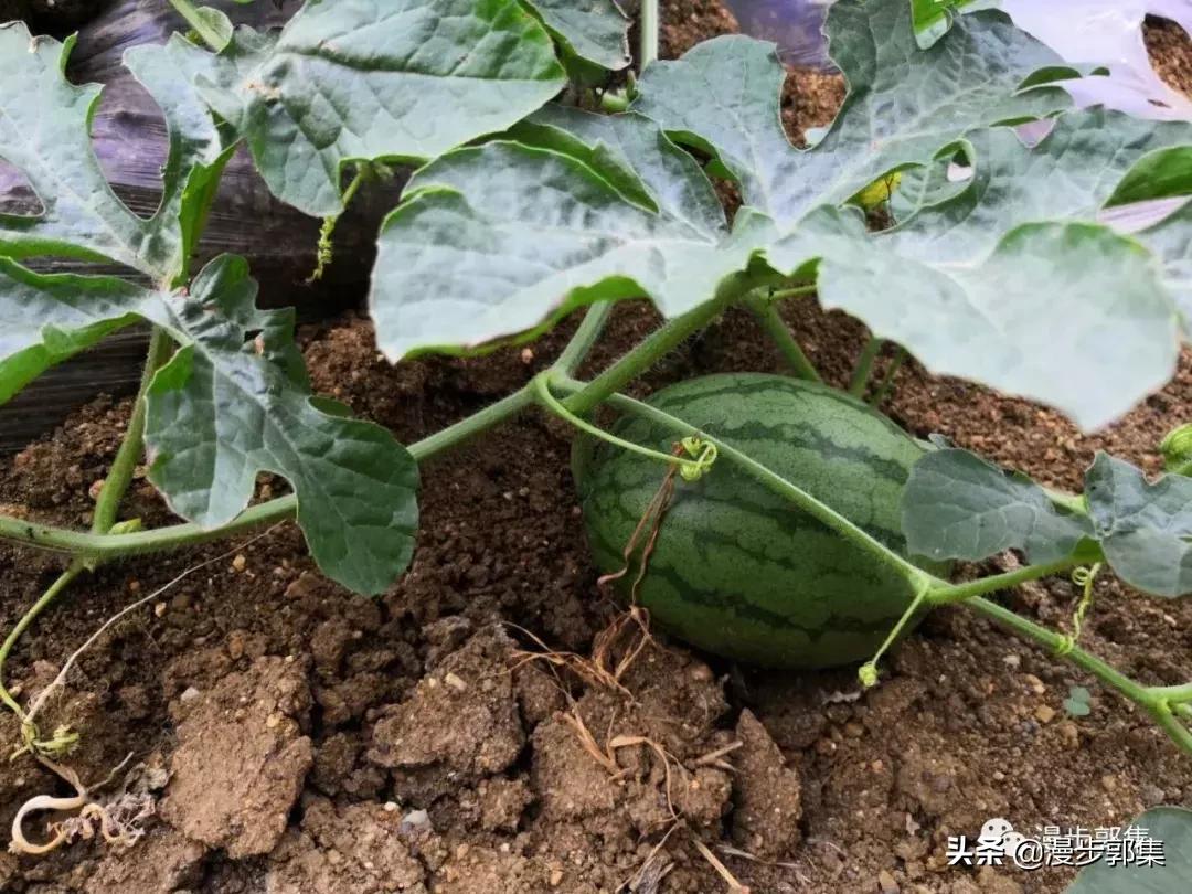 今年哪里的西瓜丰收了,现在的西瓜都成什么样子了