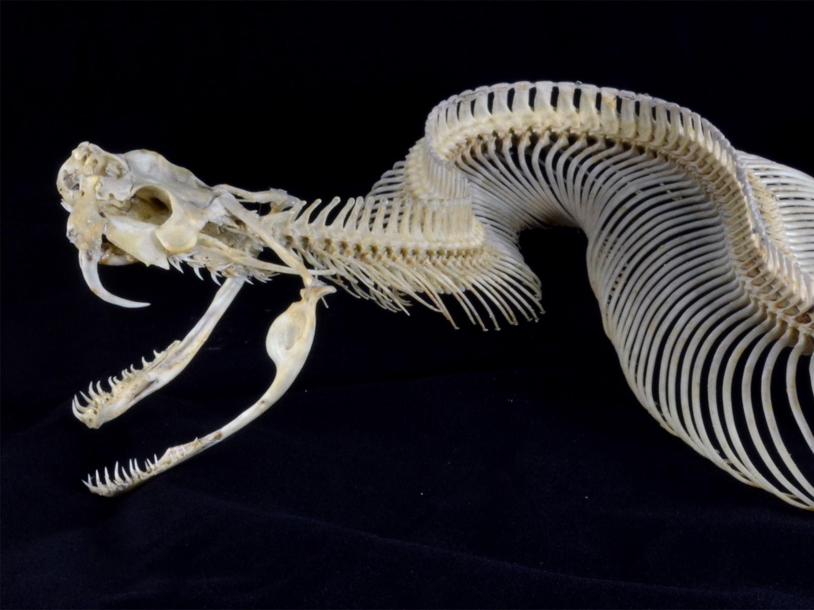 把毒蛇的毒液放到血里,把毒蛇的毒液注入到它自己体内