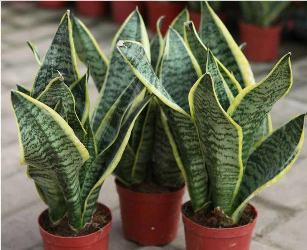 适合室内养的寓意好的大型绿植,什么样的绿植养起来带来好运