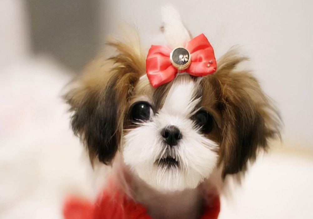 家犬吃什么,家有狗狗怎么护理