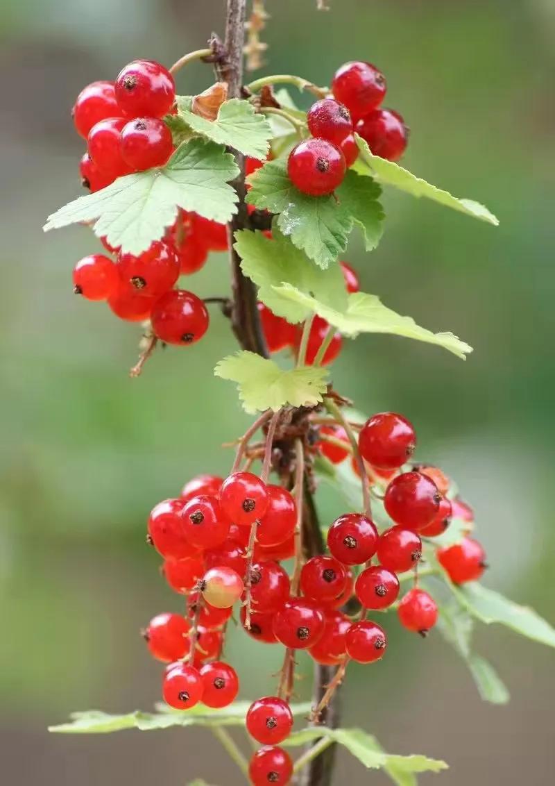 三桥红运串串,串串鸿运