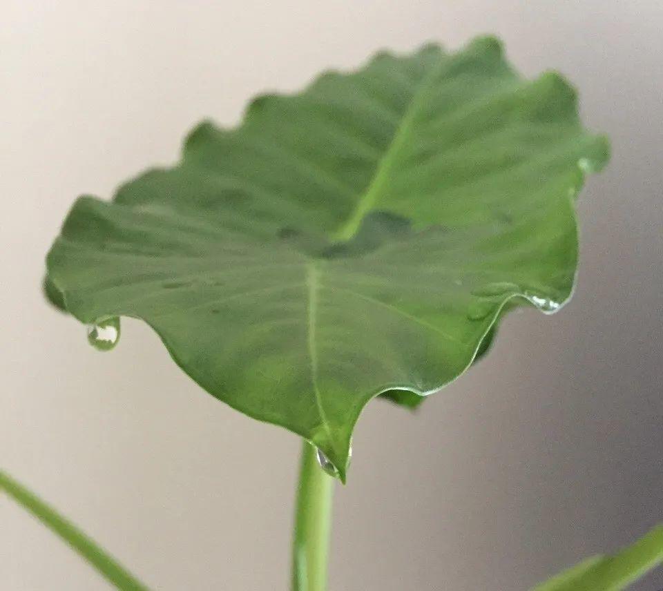 花叶子冒水珠怎么养,花叶子哗哗掉