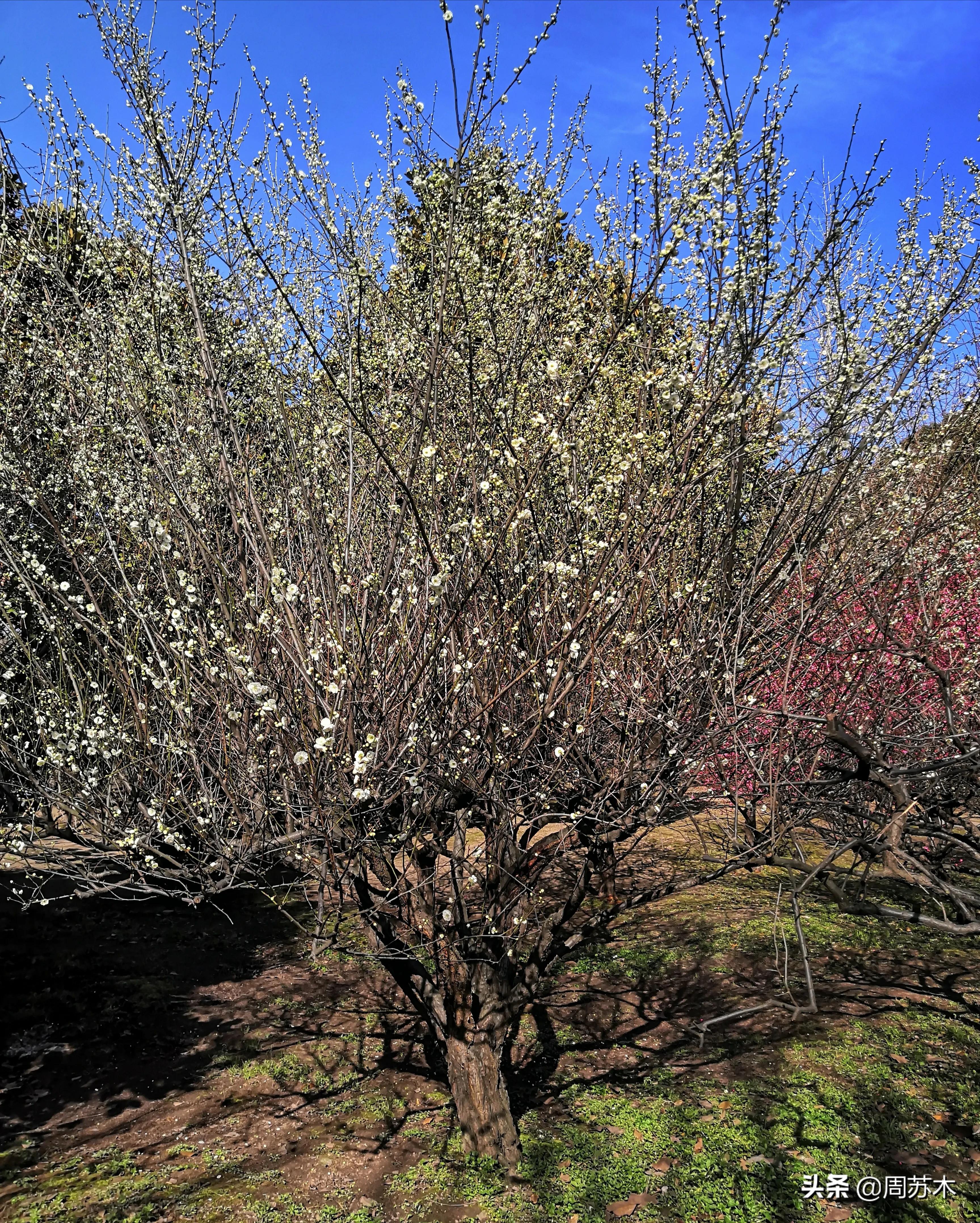 赏梅胜地图片,苏州香雪村赏梅最佳时间