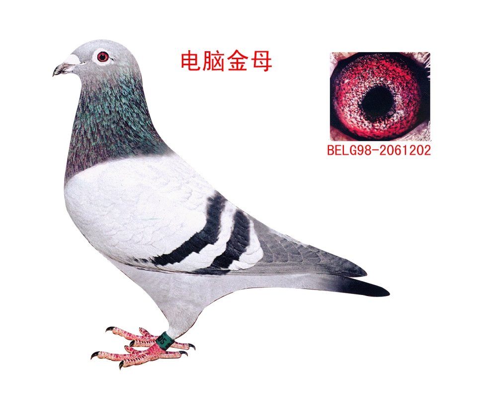 信鸽拉白痢用什么药治疗,鸽子白痢防治方案汇总