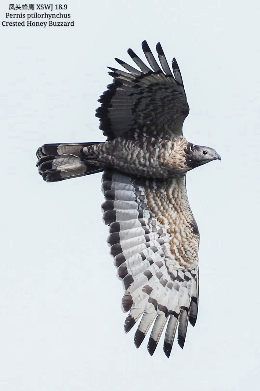 被飞舞灵动的小鸟抓住了心静心老师的奥林巴斯拍鸟故事