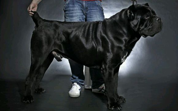 城市里禁止养哪些犬,城市里应不应该养狗