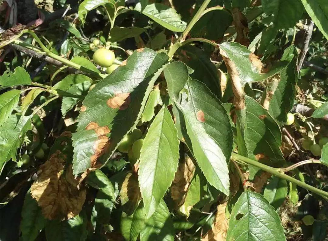 樱桃叶子上的病害有哪几种,樱桃叶子尖发黄是什么病害