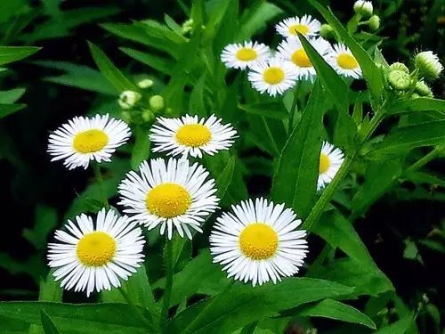 那些常见却叫不上名字的野花野草,常见的野花野草却是农家之宝