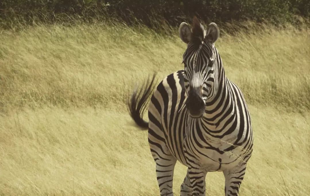 非洲猎游全攻略，让你分分钟玩转非洲草原