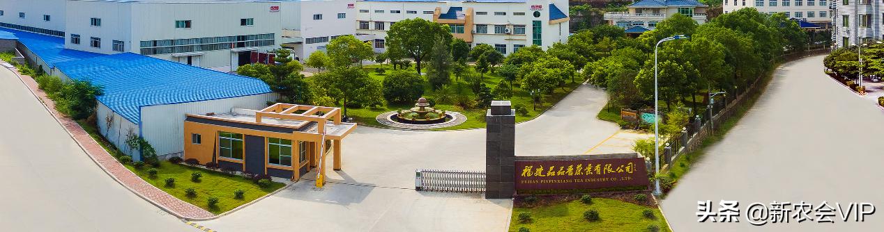 品品香福鼎白茶大白毫250克2009年,品品香是福鼎白茶吗