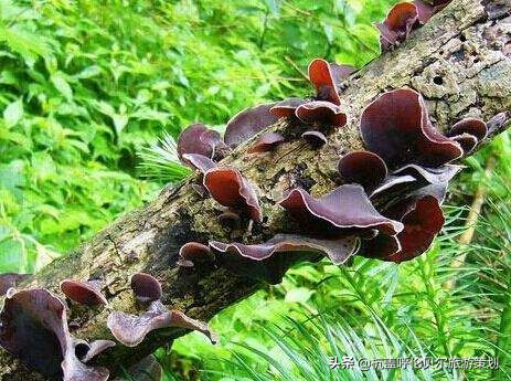 呼伦贝尔购物攻略-呼伦贝尔特产购物清单与指南