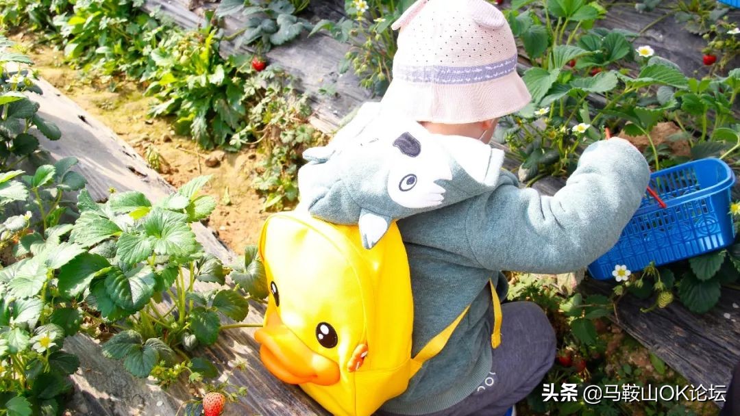 马鞍山幼儿园花山区,马鞍山幼儿园开学时间最新通告