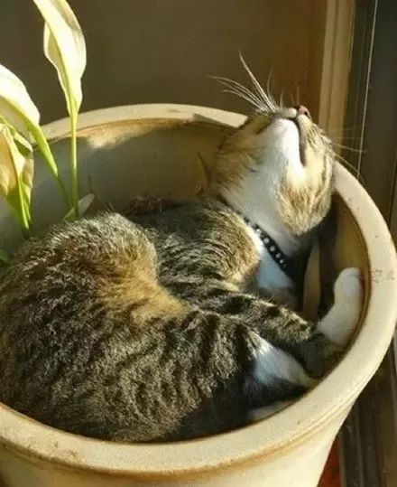 猫咪没有发情，为什么喜欢在家里乱尿？这7个原因很容易被忽视