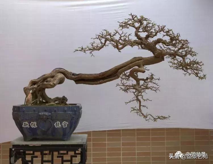 回旋飘枝盆景,带飘枝的室外盆景