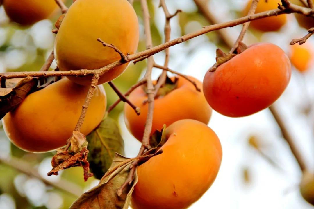 谁再说天津特产只有三绝，你就把这条文章甩给TA