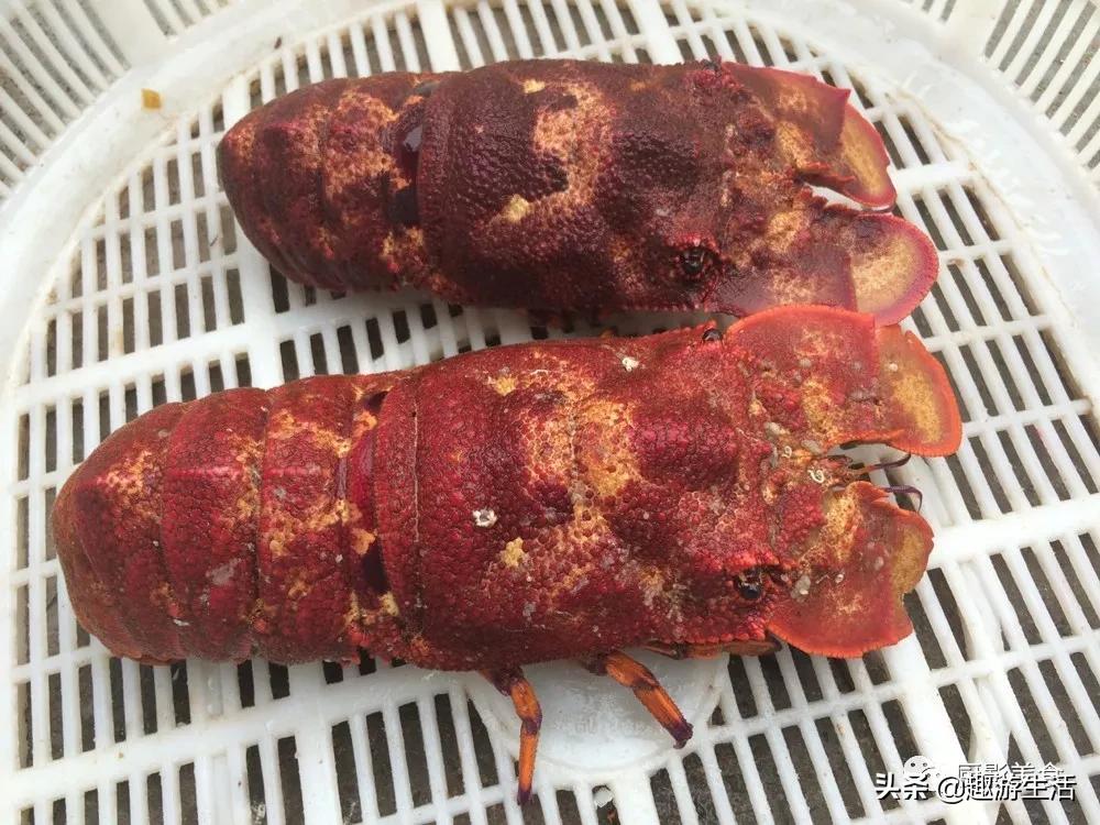 世界上的各种龙虾,世界上最大龙虾