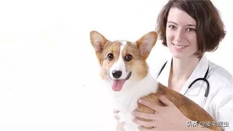 猫狗传染病如何预防治疗 (猫狗共同传染病有哪些)