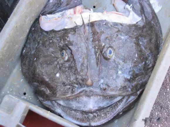 开海什么海鲜最好,开海季肥美海鲜