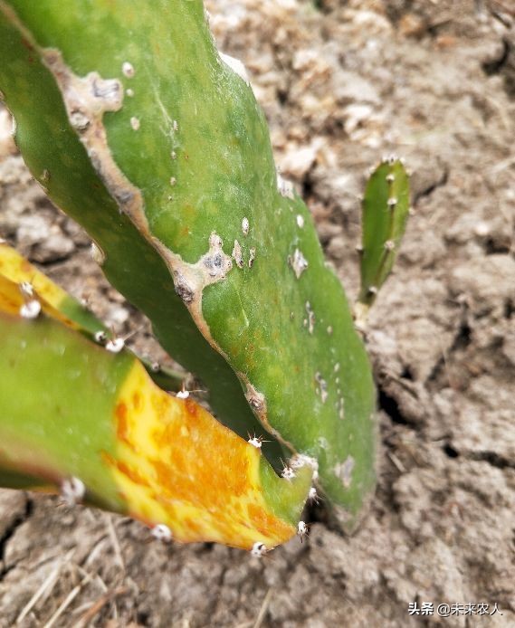 火龙果溃疡病什么季节易发生,火龙果溃疡病危害症状