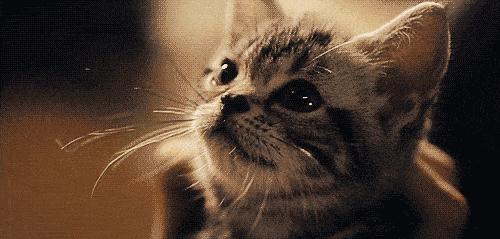 39岁女子高烧不退竟是吸猫惹的祸,宠物猫导致淋巴瘤诱因