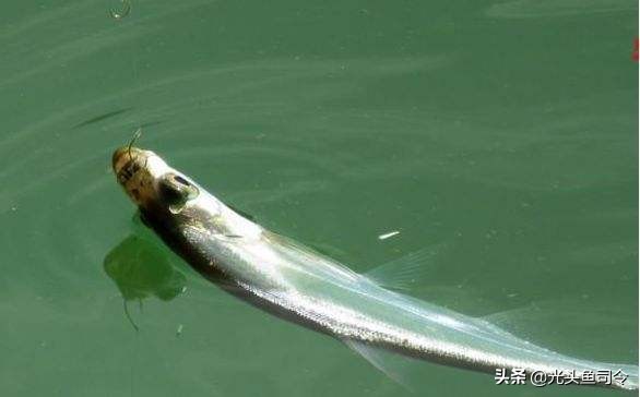 国内淡水十大凶猛鱼类排行,十大掠食性鱼类排名