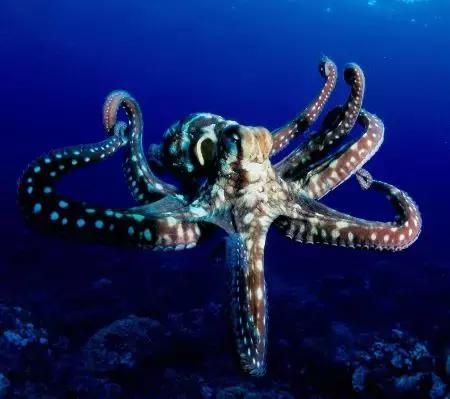 章鱼墨鱼鱿鱼该怎么分清呢,章鱼鱿鱼乌贼怎么分类