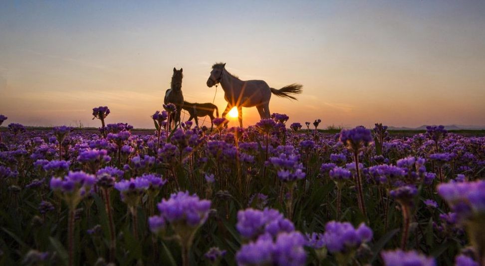 鄱湖之滨鱼米之乡,江西鄱阳湖