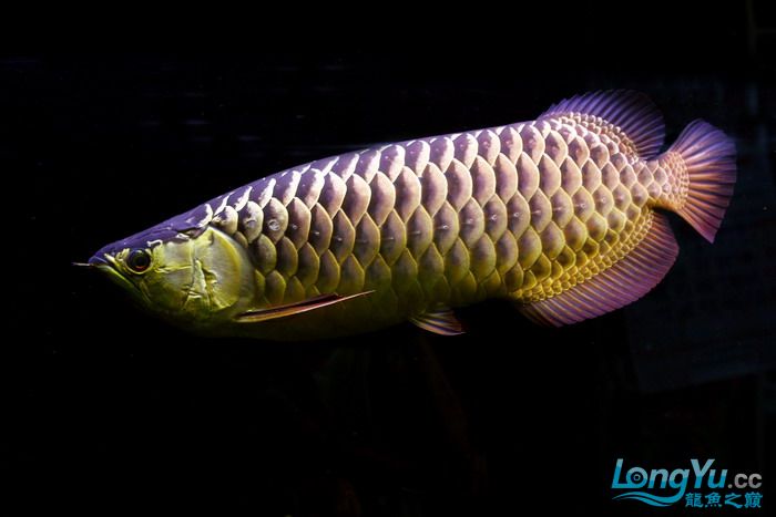 金龙鱼全过背是什么,金龙鱼最大纪录