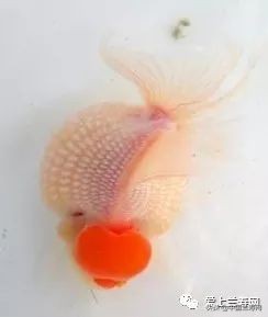 国宝级皇冠珍珠金鱼视频,皇冠珍珠金鱼视频