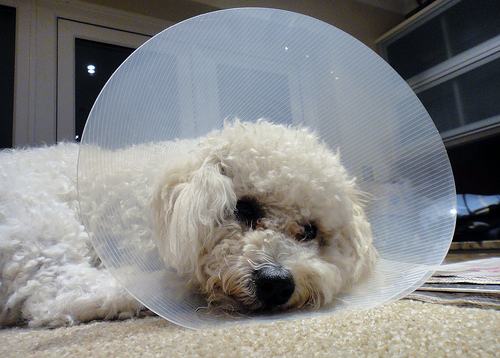 比熊不打理的后果,比熊几个月可以开始驱虫