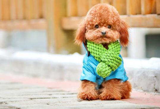 泰迪犬的这6种行为,泰迪犬舔主人真实的几个原因