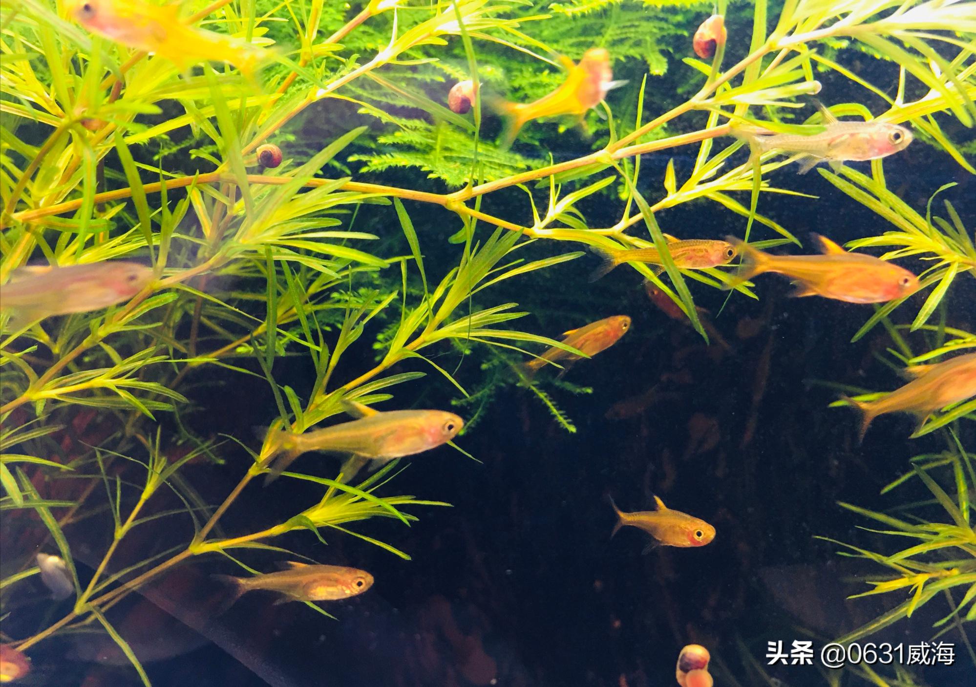 金鱼白点病最有效方法,金鱼白点病最佳消灭方法