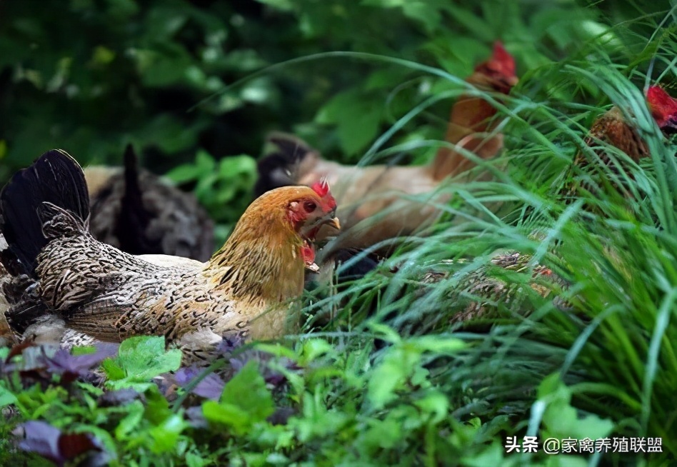 散养土鸡真的这么难吗,生态散养土鸡感谢大家的支持