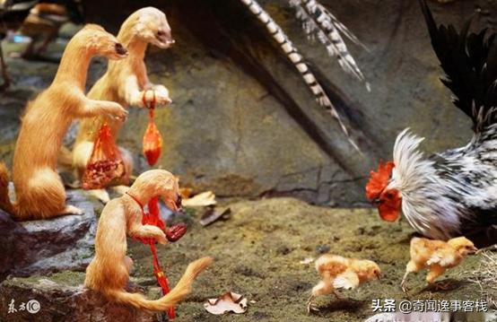 黄皮子记仇的故事,黄皮子偷鸡的正确方法