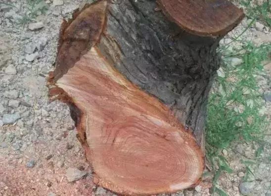 桃木手串最终盘玩效果,桃木手串金丝楠木手串