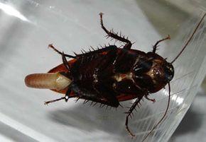 蟑螂最害怕什么生物,蟑螂真的是世界最可怕的生物