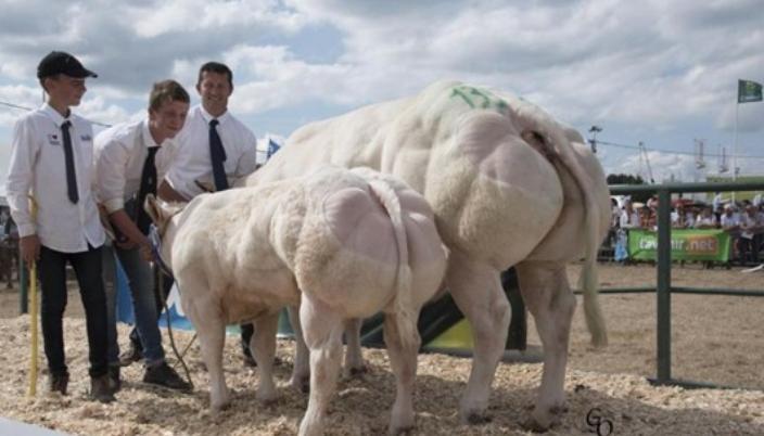 比利时肌肉牛：人类改造的畸形产物，这样的牛肉，敢吃吗？