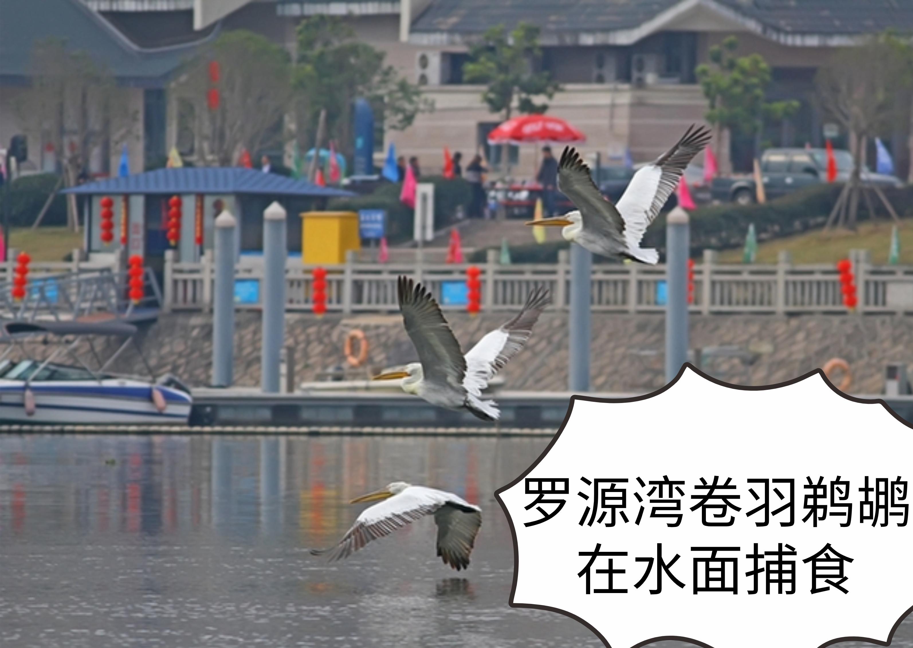 看起来威武霸气,其实比谁都嘴欠,带你了解鹈鹕的生活