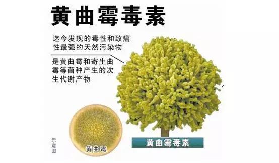 真菌毒素检测仪检测黄曲霉毒素,黄曲霉毒素用elisa检测