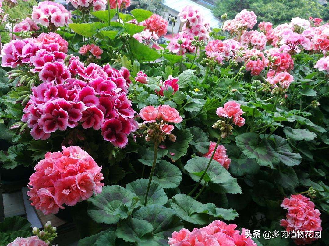 天竺葵不发根怎么办,天竺葵徒长不开花剪枝可促开花