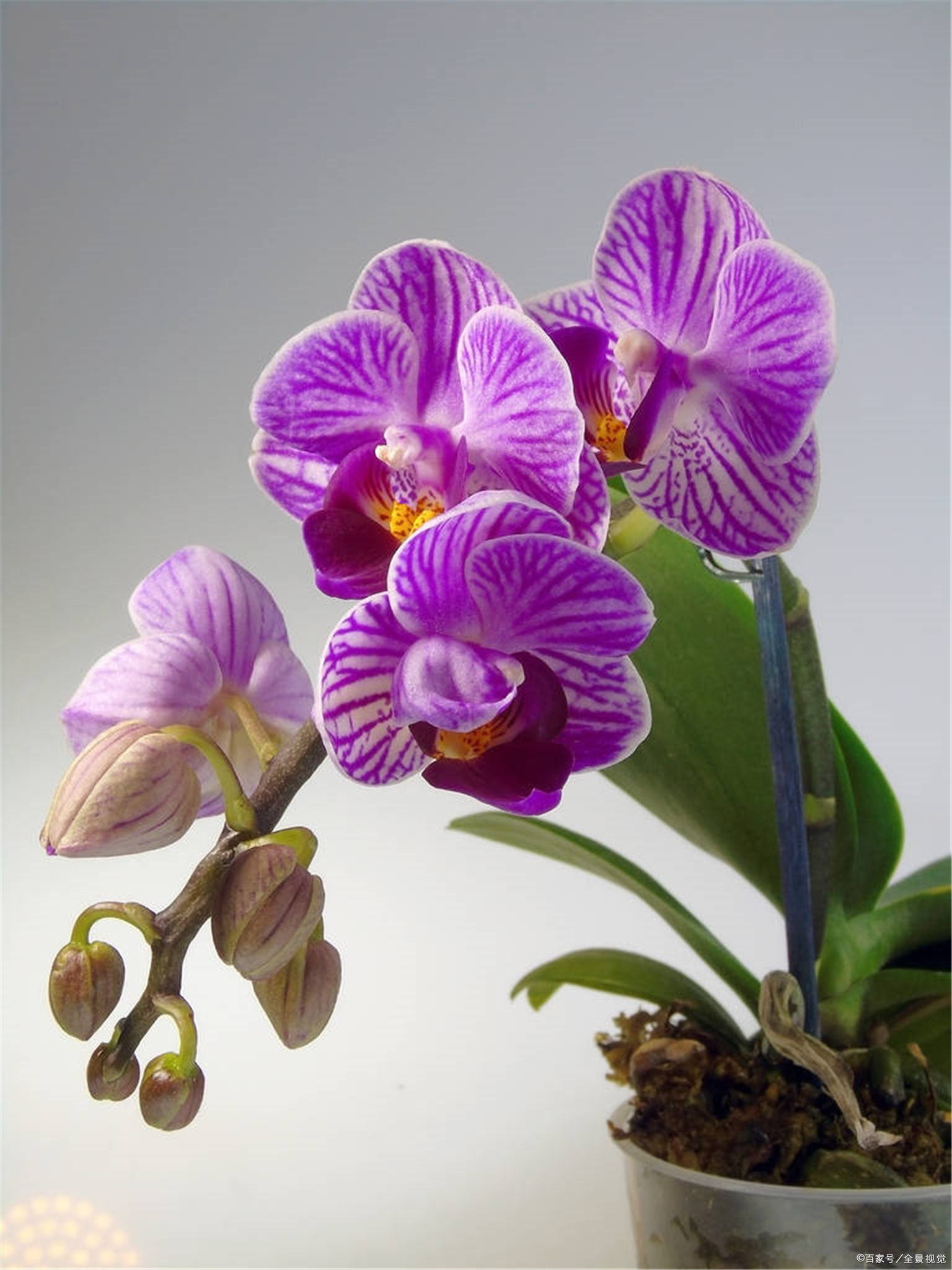 这几种花卉，冬天在家养上几盆，高端大气上档次