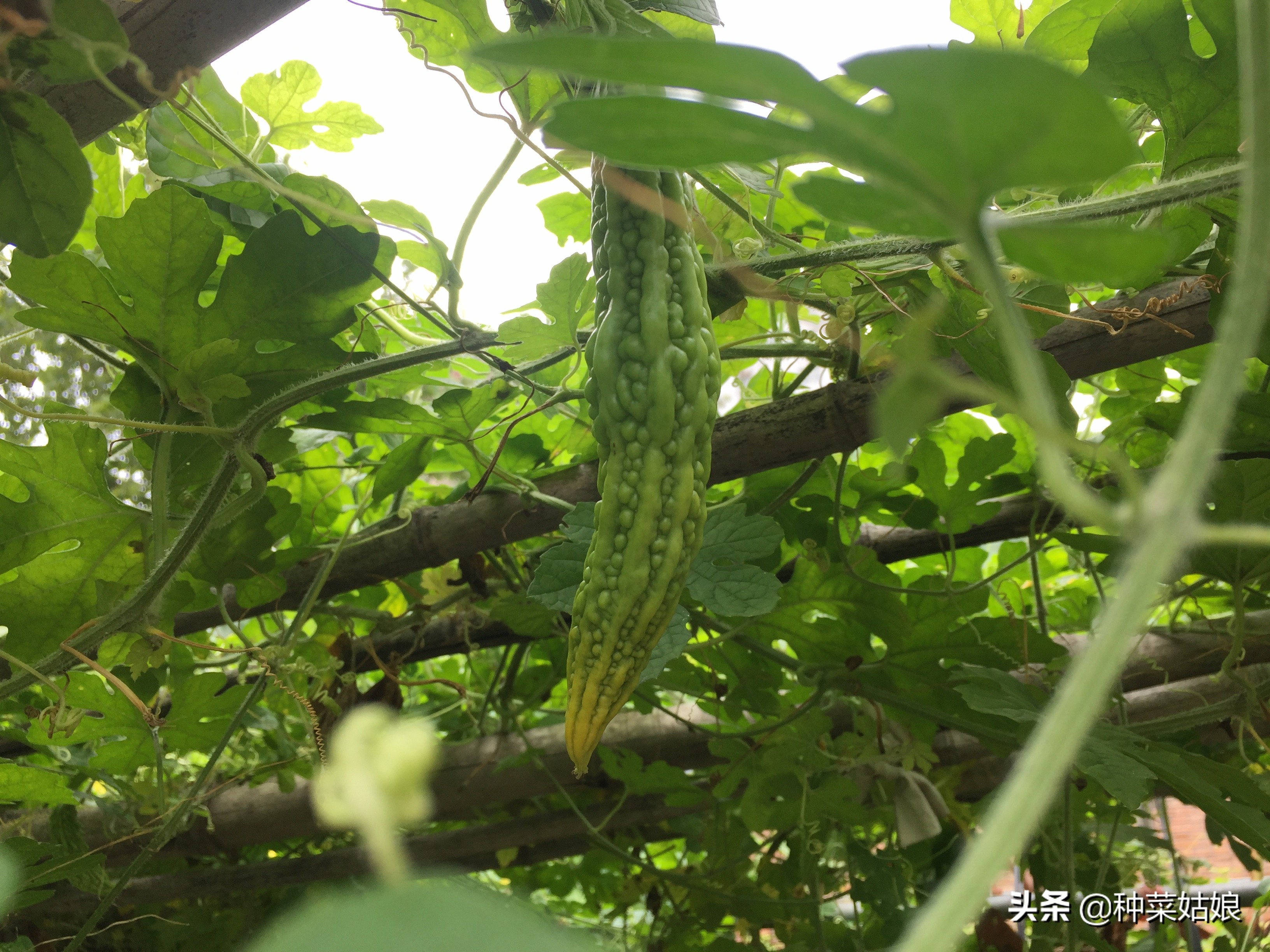 苦瓜种植后多久结果,苦瓜一般种植多久可以结果