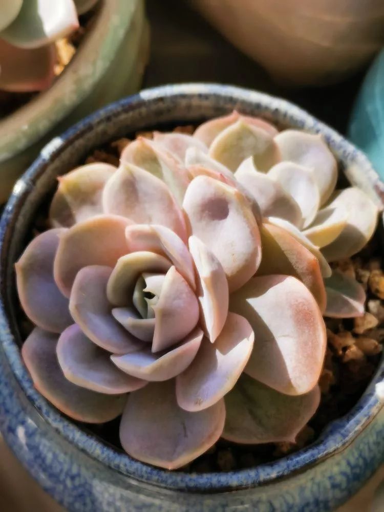 适合北方阳台党养的多肉,适合养在北阳台的多肉