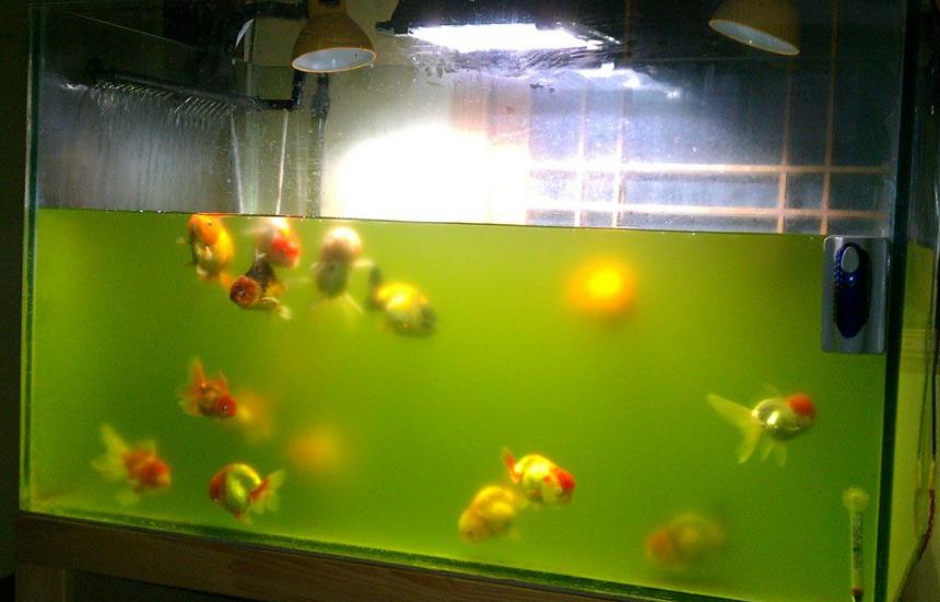 处理鱼缸绿藻最好的鱼,清除鱼缸绿水最简单方法