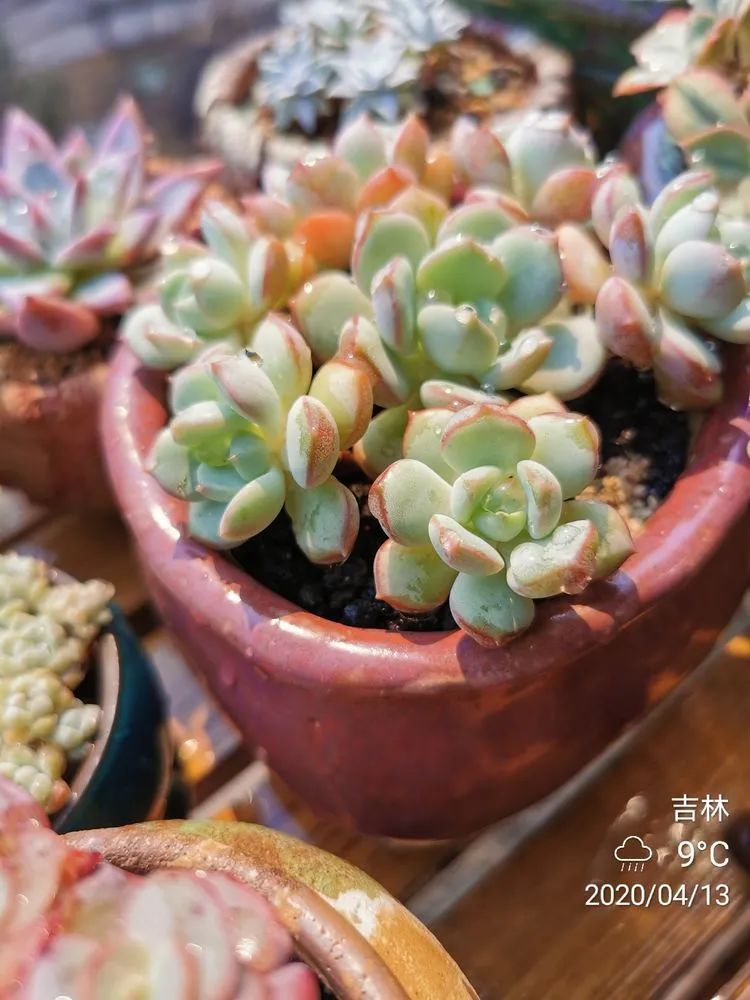 人生就像养多肉一样,人生如同养多肉时间不会怠慢