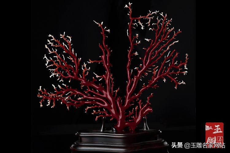 阿卡红珊瑚和红珊瑚有什么区别吗,红珊瑚放水时冒气泡是真红珊瑚吗